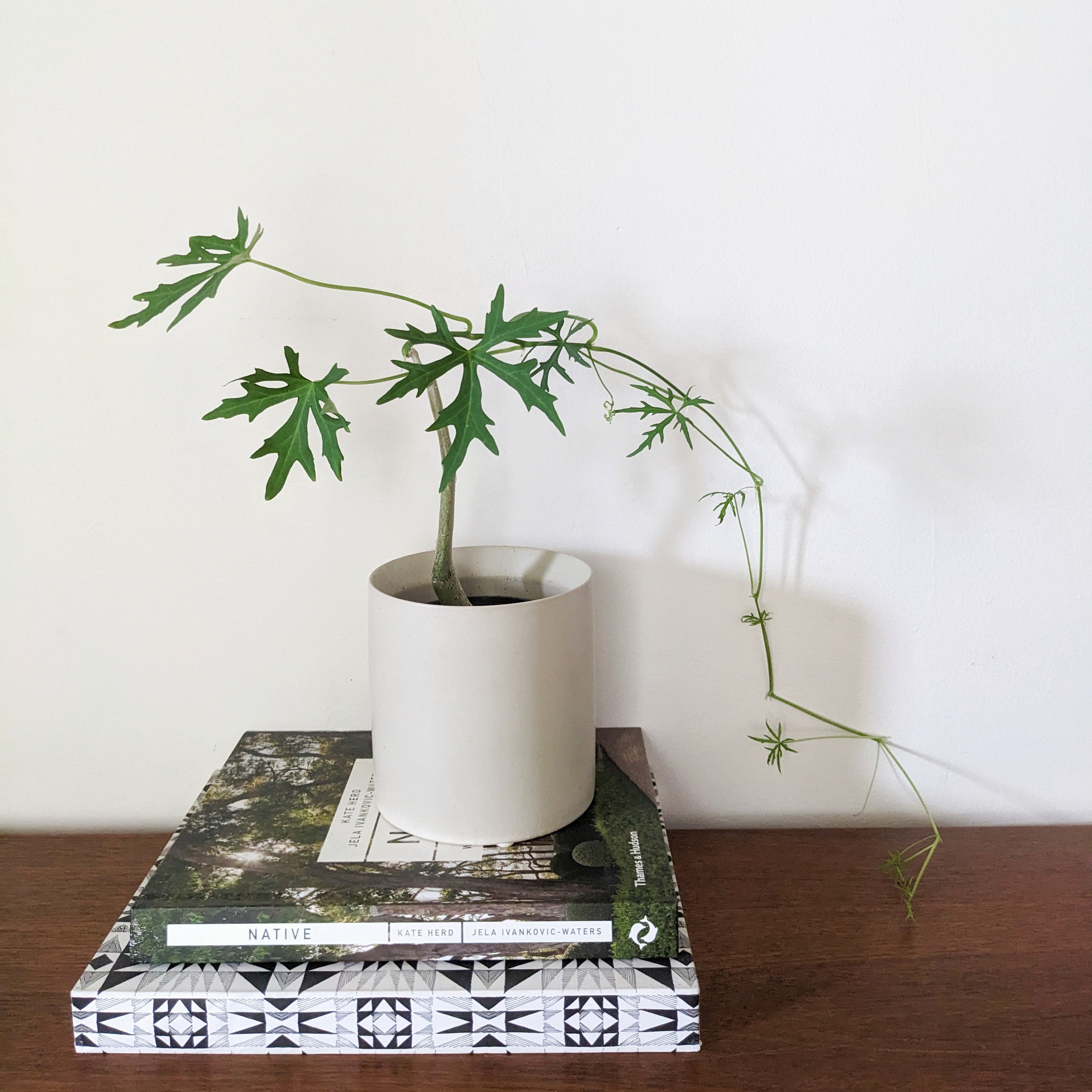 Cissus tuberosa (syn. tiliacea) ADVANCED 10cm pot